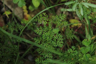Daucus montanus, photographed by Andrés Ramírez-Barrera