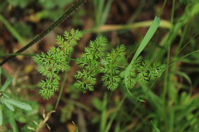 Daucus montanus, photographed by Andrés Ramírez-Barrera