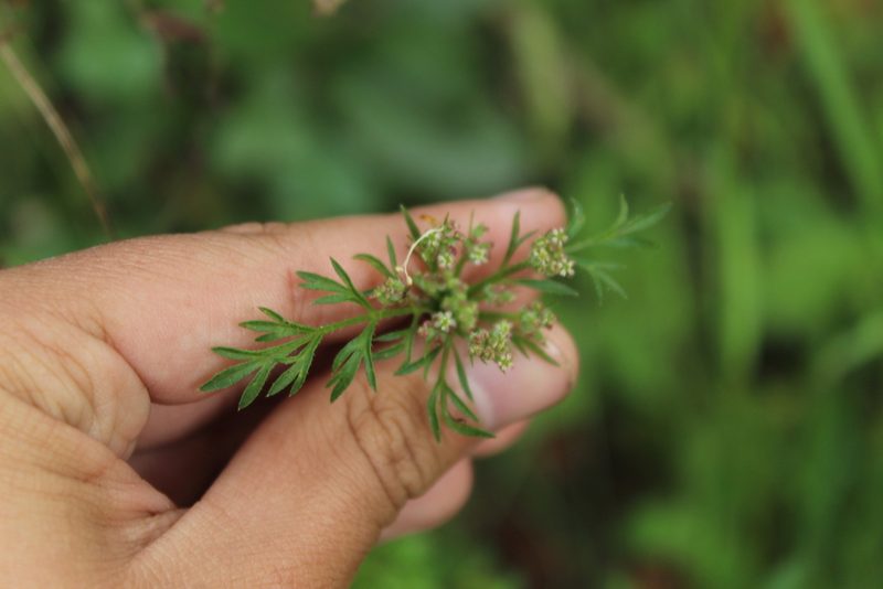 Daucus montanus, photographed by Andrés Ramírez-Barrera
