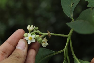Solanum oblongifolium, photographed by Andrés Ramírez-Barrera