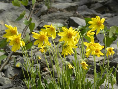 Arnica lessingii, photographed by Donald Hampton