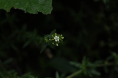 Galianthe bogotensis, photographed by Andrés Ramírez-Barrera