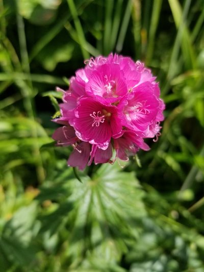 Sidalcea hirtipes, photographed by kweitemier