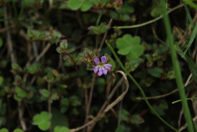 Cuphea ciliata, photographed by Andrés Ramírez-Barrera