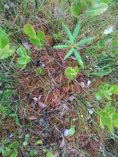 Carex billingsii, photographed by Chris Hoess