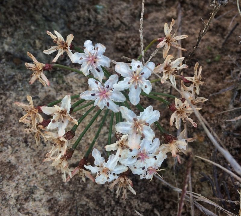 Hessea cinnamomea, photographed by Jeremy Gilmore
