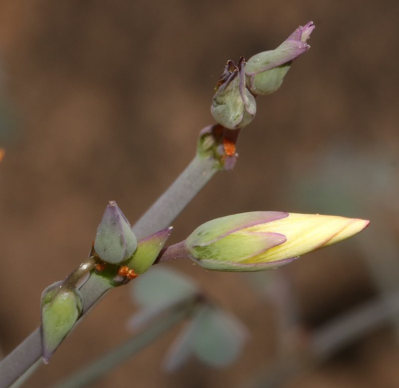 Oxalis knuthiana, photographed by Brian du Preez