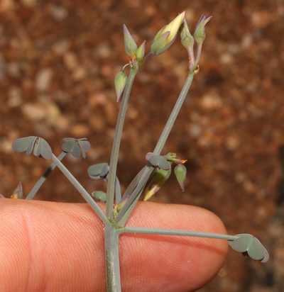 Oxalis knuthiana, photographed by Brian du Preez