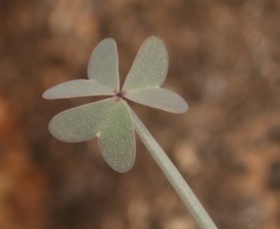 Oxalis knuthiana, photographed by Brian du Preez