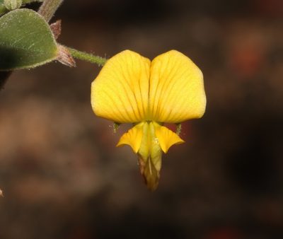 Rhynchosia schlechteri, photographed by Brian du Preez