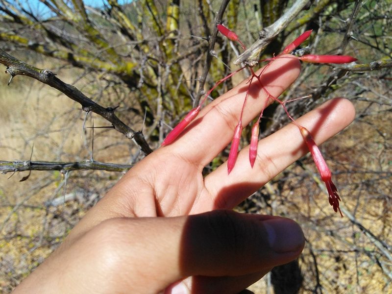Fouquieria macdougalii, photographed by Kevin Reynaga