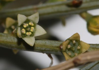 Lacomucinaea lineata, photographed by Brian du Preez