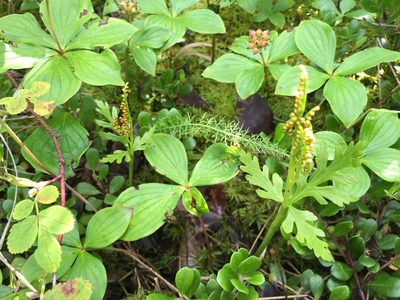 Botrychium lanceolatum, photographed by Jason Grant