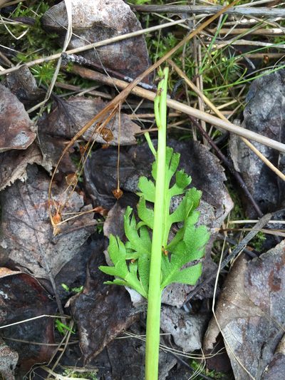 Botrychium alaskense, photographed by Jason Grant