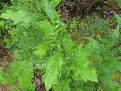 Artemisia stolonifera, photographed by Repina Tatyana
