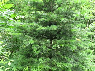 Abies holophylla, photographed by Repina Tatyana