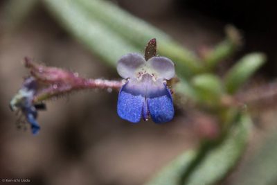 Collinsia torreyi, photographed by Ken-ichi Ueda