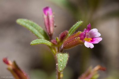 Erythranthe breweri, photographed by Ken-ichi Ueda