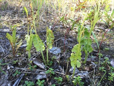Botrychium neolunaria, photographed by Jason Grant