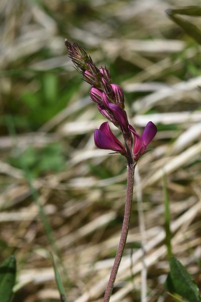 Onobrychis montana, photographed by Étienne Léveillé-Bourret