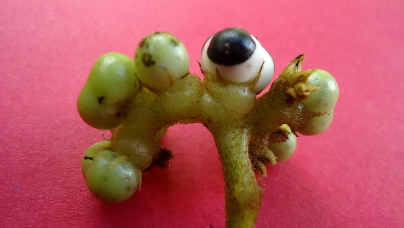 Myriopus subsessilis, photographed by russiannaturalistbrazil
