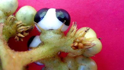 Myriopus subsessilis, photographed by russiannaturalistbrazil