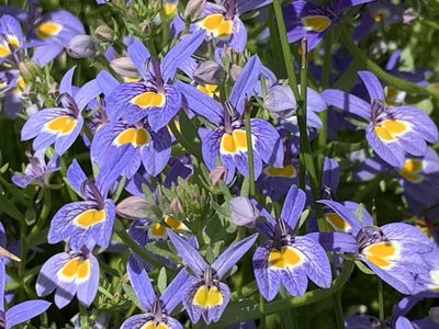 Downingia bacigalupii, photographed by Leah Gardner