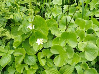 Caltha biflora, photographed by John Brew