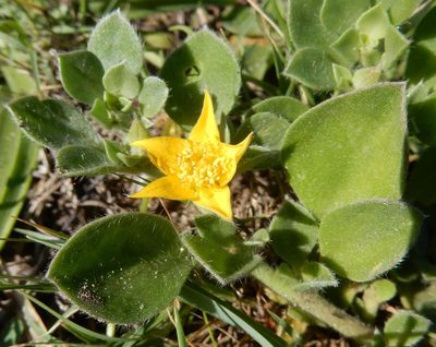 Aizoon glinoides, photographed by Henry de Lange