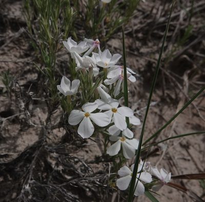 Phlox andicola, photographed by Colin Croft