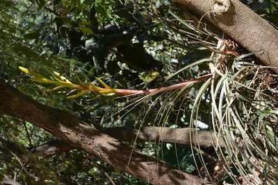 Tillandsia rodrigueziana, photographed by Neptalí Ramírez Marcial