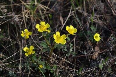 Ranunculus polyrhizos, photographed by Svyatoslav Knyazev