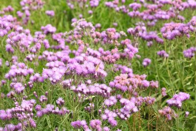 Saussurea amara, photographed by Svyatoslav Knyazev