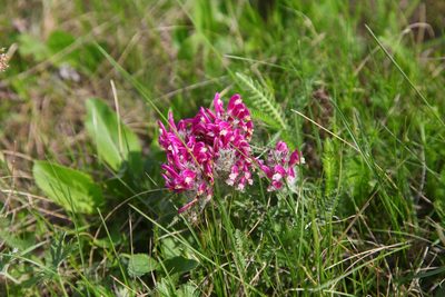 Pedicularis dasystachys, photographed by Svyatoslav Knyazev