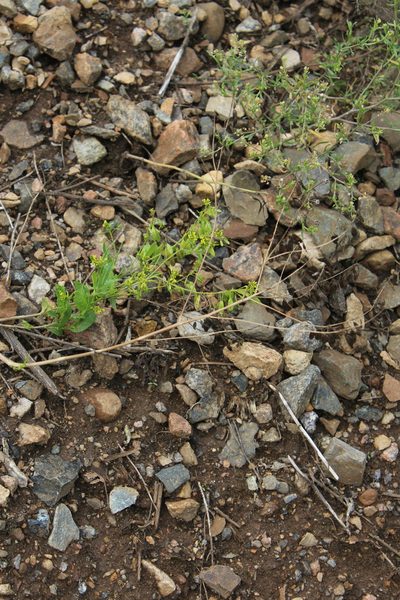 Isatis costata, photographed by Dmitriy Bochkov
