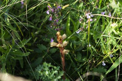 Orobanche alba, photographed by Conrad Altmann