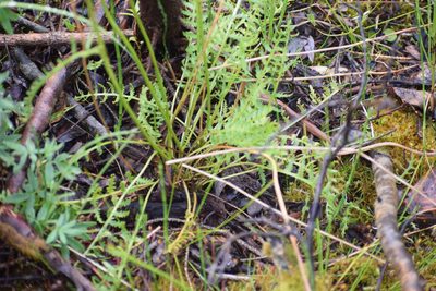 Pedicularis sudetica, photographed by Syd Cannings