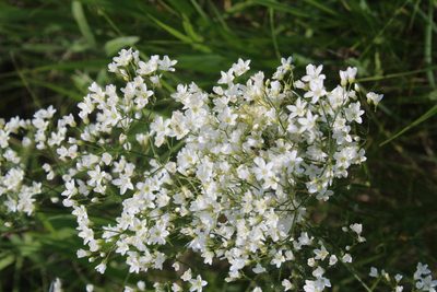 Eremogone longifolia, photographed by Dmitriy Bochkov
