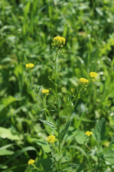 Neslia paniculata, photographed by Dmitriy Bochkov