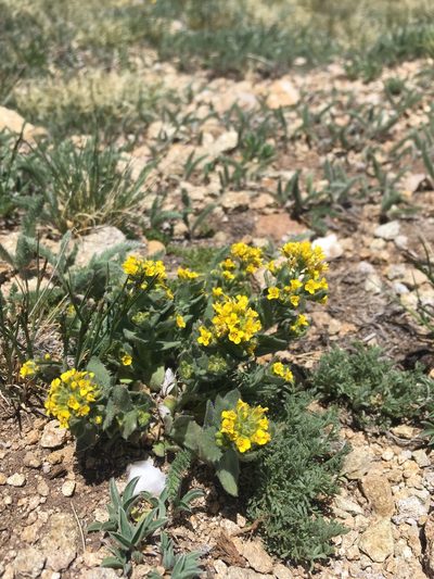Draba aurea, photographed by Cecelia Alexander