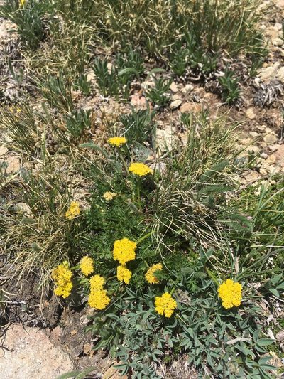 Cymopterus bakeri, photographed by Cecelia Alexander