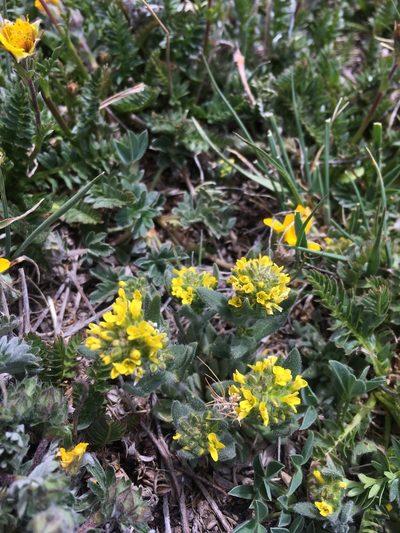 Draba aurea, photographed by Cecelia Alexander
