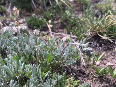 Artemisia scopulorum, photographed by Cecelia Alexander