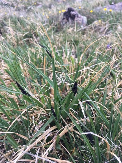 Carex chalciolepis, photographed by Cecelia Alexander