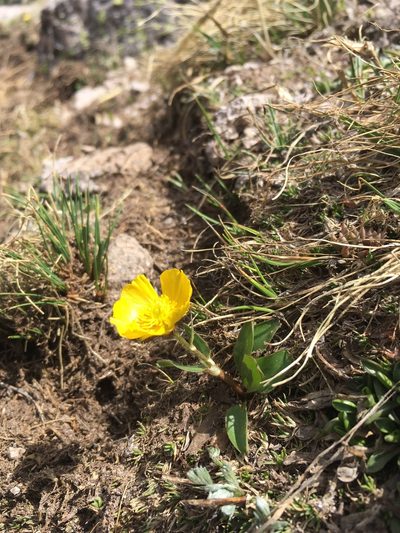 Ranunculus macauleyi, photographed by Cecelia Alexander