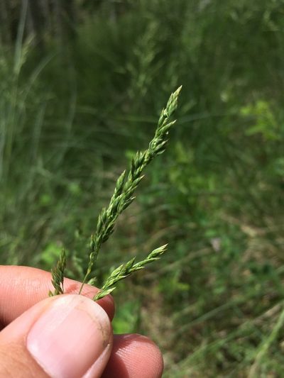 Festuca thurberi, photographed by Cecelia Alexander