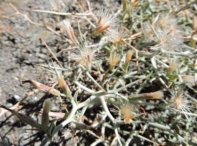 Pleiacanthus spinosus, photographed by cwwood