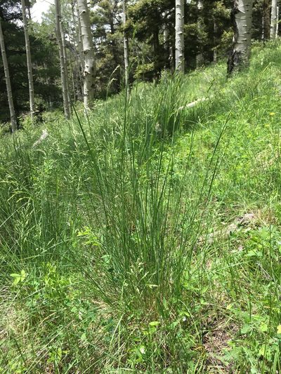 Festuca thurberi, photographed by Cecelia Alexander