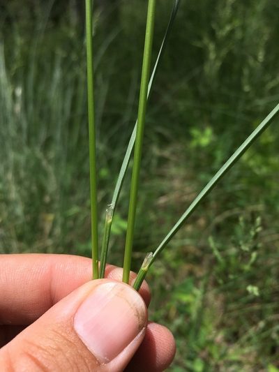 Festuca thurberi, photographed by Cecelia Alexander