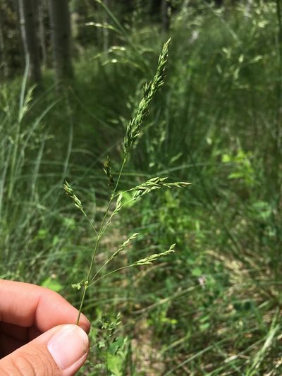 Festuca thurberi, photographed by Cecelia Alexander